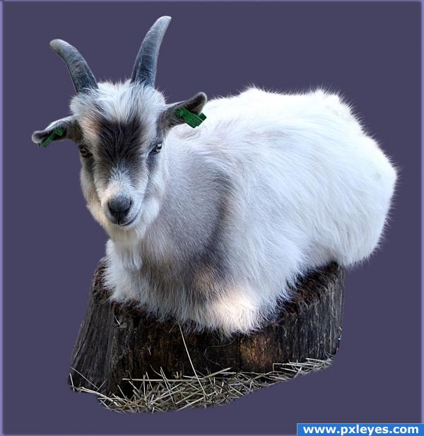 Creation of goat : Final Result
